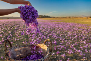 What is Saffron and How is it Harvested?