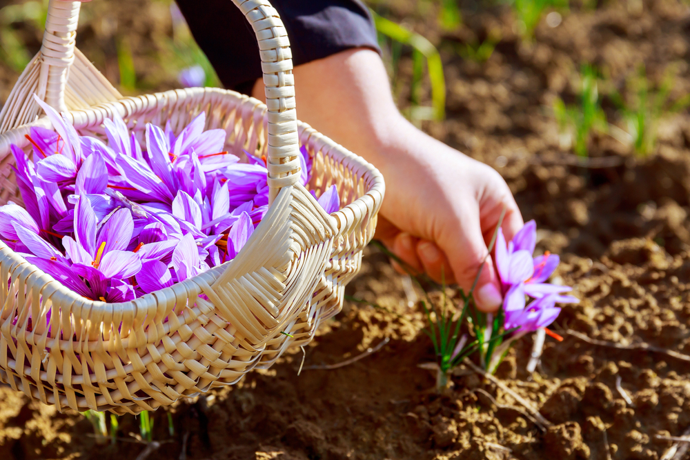 What is Saffron?